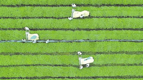 貴州發力農產品食品深加工，助推高成長企業與初級農產品升級