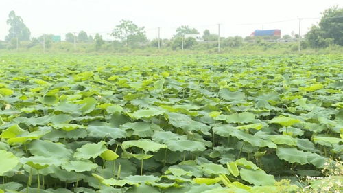 江門700畝藕塘喜現豐收美景，碧海連天映襯初級農產品碩果