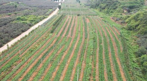 產業振興 海陽打牢鄉村發展基礎，初級農產品成關鍵引擎