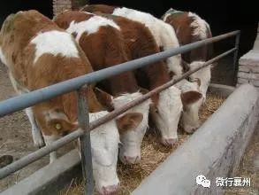 農產品質量基礎知識（七） 初級農產品