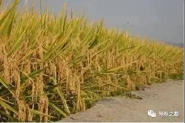 農業產業鏈與全產業鏈布局解析 從初級農產品出發