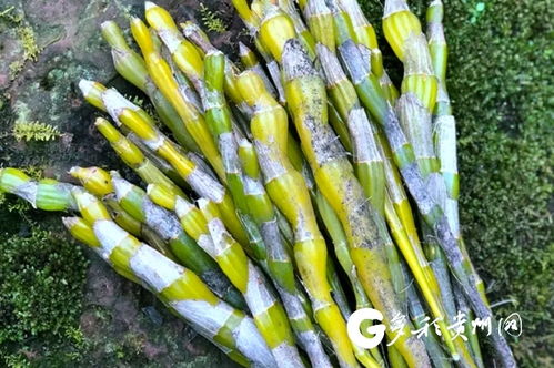 赤水金釵石斛榮獲貴州首個初級農產品“氣候好產品”稱號