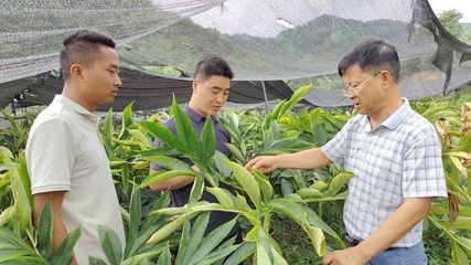 陜西糧農集團以魔芋產業助力云貴川陜群眾增收，開出惠農好清單