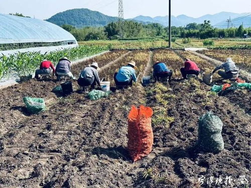 價格狂飆，寧波初級農產品市場出現借錢囤貨現象