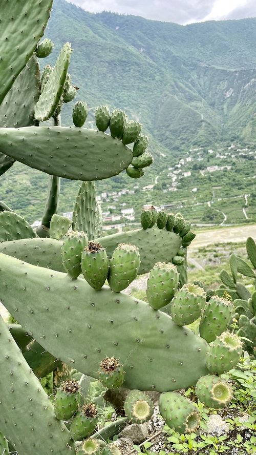 宗慶后親赴甘孜助力鄉(xiāng)村振興，推動(dòng)初級(jí)農(nóng)產(chǎn)品發(fā)展