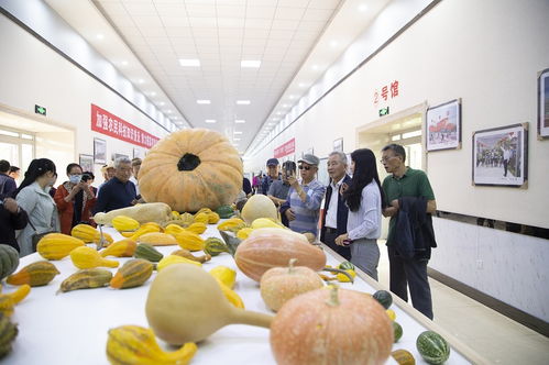 環(huán)湖賽舞臺(tái)上的璀璨名片 湟中非遺與初級(jí)農(nóng)產(chǎn)品的交融綻放