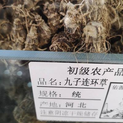 野生九子連環草 從山野奇珍到初級農產品的價值探索