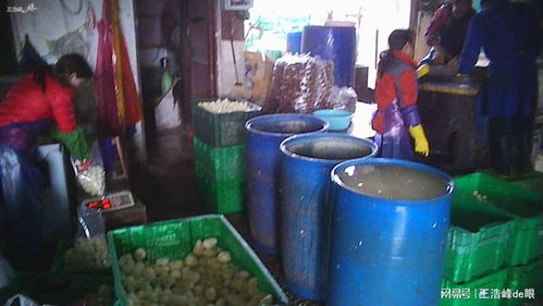 年關警惕藥水漂白芋頭流入市場，守護餐桌安全刻不容緩