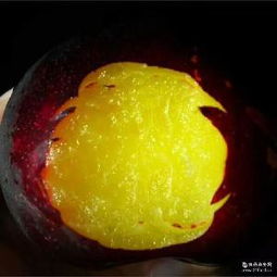 黑布林價格走勢、品牌廠家與初級農產品特性全解析