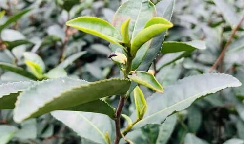 從昆明茶城說開 滇茶三十年，從初級農產品到世界香茗的蛻變之路