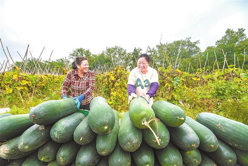 信豐縣 特色農產品繪就鄉村振興新畫卷，初級農產品變身致富“金鑰匙”