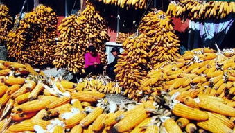 初探會澤 初級農產品如何鋪就貧困人民的致富路